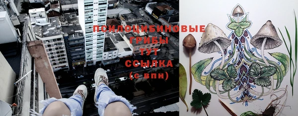 прущие грибы Абдулино